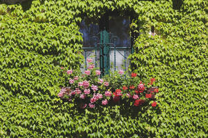 Österreich, Fassade mit Fenster, Efeu und Blume - WWF00609
