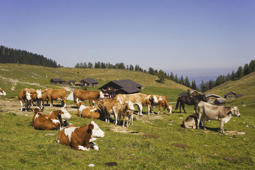Austria, Cattle herd on mountain pasture - WWF00601