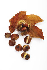 Sweet Chestnuts and leaves, elevated view - 10697CS-U