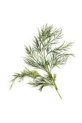 Dill (Anethum graveolens), elevated view - 10510CS-U