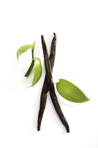 Vanilleschoten (Vanilla planifolia), lizenzfreies Stockfoto