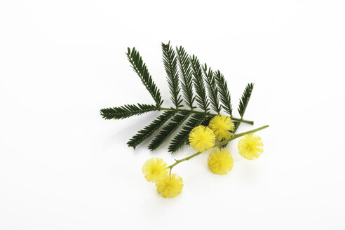 Mimosenstrauß ((Mimosa Gaulois Astier), Ansicht von oben - 10430CS-U