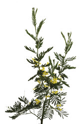 Mimosenstrauß (Mimosa Gaulois Astier) - 10428CS-U