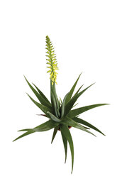 Blühende Aloe vera Pflanze - 10416CS-U
