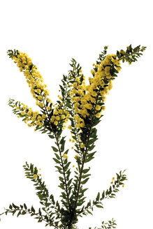 Hedge Wattle, Känguru-Dorn (Acacia armata, Acacia paradoxa), blühender Zweig - 10413CS-U