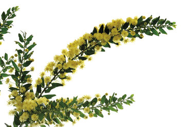 Hedge Wattle, Känguru-Dorn (Acacia armata, Acacia paradoxa), blühender Zweig, Nahaufnahme - 10412CS-U