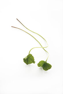 Indian Pennywort (Centella asiatica), elevated view - 10776CS-U