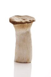 Königlicher Trompetenpilz (Pleurotus eryngii) - 10753CS-U