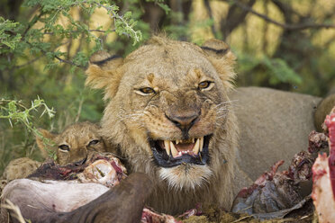 Afrika, Botswana, Löwin (Panthera leo) frisst Büffel, Nahaufnahme - FOF01447