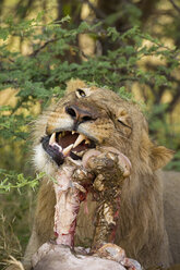 Africa, Botswana, Lioness (Panthera leo) eating buffalo, close-up - FOF01446