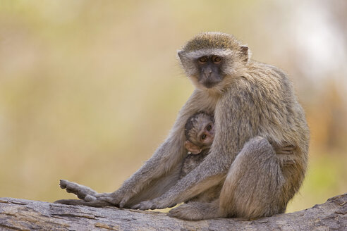 Afrika, Botswana, Grüne Meerkatze (Chlorocebus) mit Jungen - FOF01445