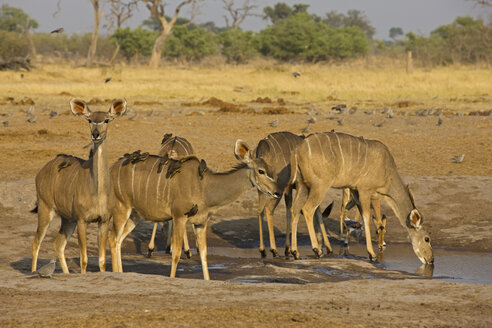 Afrika, Botsuana, Großes Kudus (Tragelaphus strepsiceros) beim Trinken am Wasserloch - FOF01444