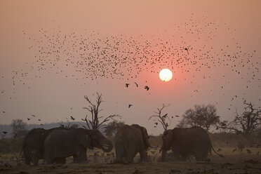 Afrika, Botsuana, Elefantenherde (Loxodonta africana) bei Sonnenuntergang - FOF01443