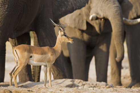 Afrika, Botsuana, Springbock (Antidorcas marsupialis) und Elefantenherde (Loxodonta africana) im Hintergrund - FOF01441