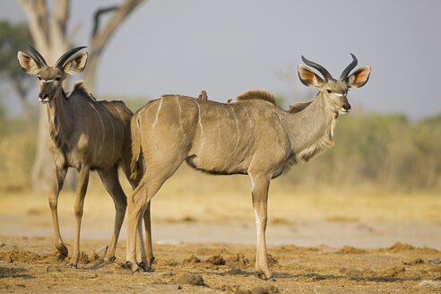 Afrika, Botsuana, Großes Kudus (Tragelaphus strepsiceros) - FOF01440