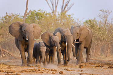 Africa, Botswana, Elephant Herd (Loxodonta africana) Walking - FOF01439