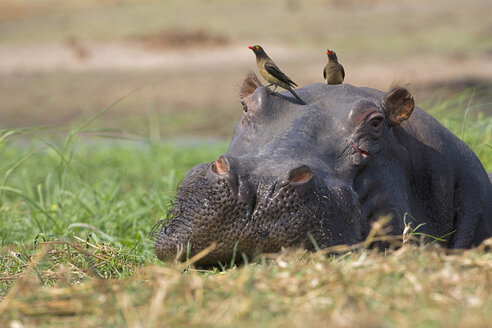 Afrika, Botswana, Gelbschnabel-Madenhacker auf Kopf von Flusspferd (Hippopotamus amphibius) - FOF01438