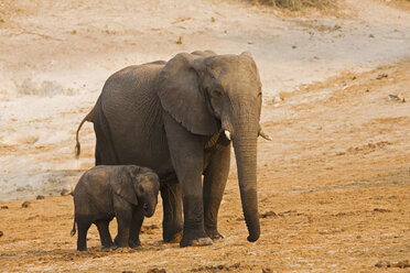 Afrika, Botsuana, Afrikanischer Elefant (Loxodonta africana), Mutter und Kalb - FOF01435