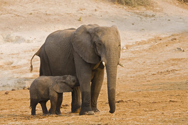 Africa, Botswana, African Elephant (Loxodonta africana) calf suckling - FOF01434