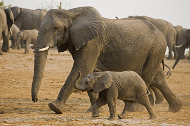 Afrika, Botsuana, Afrikanische Elefantenherde (Loxodonta africana) - FOF01432