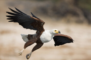 Afrika, Botswana, Afrikanischer Fischadler (Haliaeetus vocifer) im Flug - FOF01430