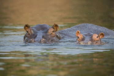 Afrika, Botswana, Flusspferde (Hippopotamus amphibius) im Wasser - FOF01428