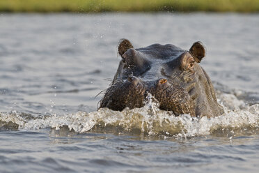 Afrika, Botswana, Flusspferd (Hippopotamus amphibius) im Wasser - FOF01422