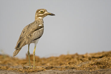 Africa, Botswana, Water thick-knee or water dikkop (Burhinus vermiculatus) - FOF01421