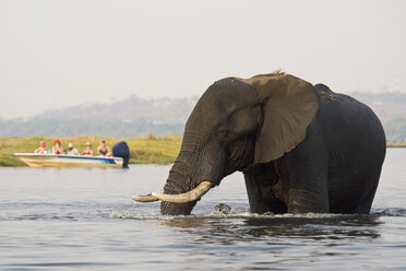 Afrika, Botswana, Touristen sehen Elefanten (Loxodonta africana) vom Boot aus - FOF01417