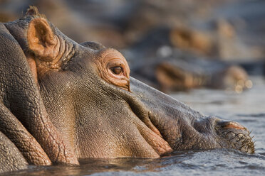 Afrika, Botswana, Flusspferd (Hippopotamus amphibius) im Wasser, Nahaufnahme - FOF01416