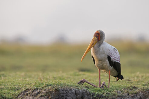 Gelbschnabelstorch ((Mycteria ibis) - FOF01412