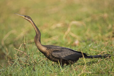 Afrika, Botsuana, Schlangenvogel (Anhinga melanogaster rufa) - FOF01409