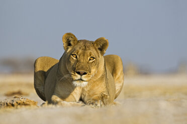 Afrika, Botswana, Löwin (Panthera leo) bei der Landschaftsbeobachtung - FOF01406