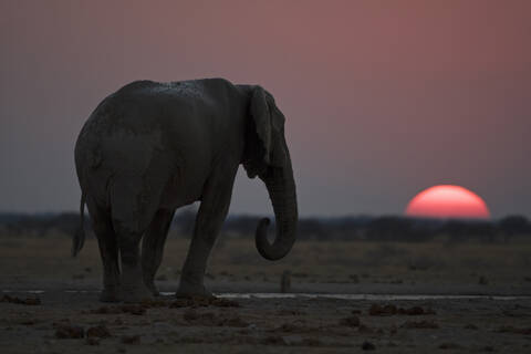 Afrika, Botsuana, Afrikanischer Elefant (Loxodonta africana) bei Sonnenuntergang, lizenzfreies Stockfoto