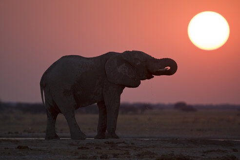 Afrika, Botsuana, Afrikanischer Elefant (Loxodonta africana) bei Sonnenuntergang - FOF01404