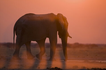 Afrika, Botsuana, Afrikanischer Elefant (Loxodonta africana) bei Sonnenuntergang - FOF01403