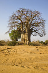 Africa, Sambia, Baobab Tree on savannah - FOF01397