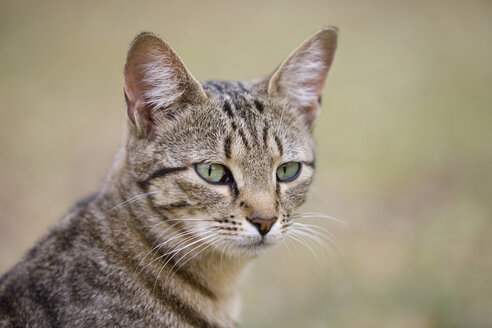 Afrika, Sambia, Katze, Porträt - FOF01396