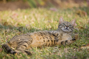 Afrika, Sambia, Katze auf der Wiese liegend - FOF01395