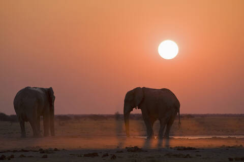 Afrika, Sambia, Afrikanische Elefanten (Loxodonta africana), lizenzfreies Stockfoto