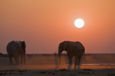 Afrika, Sambia, Afrikanische Elefanten (Loxodonta africana) - FOF01393