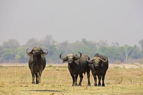 Afrika, Sambia, Büffel (Syncerus caffer) auf Ebene - FOF01388