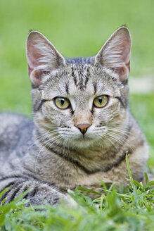 Afrika, Sambia, Katze auf der Wiese liegend, Porträt - FOF01386