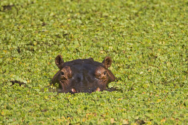 Afrika, Sambia, Flusspferd (Hippopotamus amphibius) - FOF01383