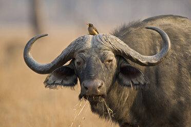 Afrika, Sambia, Kaffernbüffel (Syncerus caffer), Porträt - FOF01382