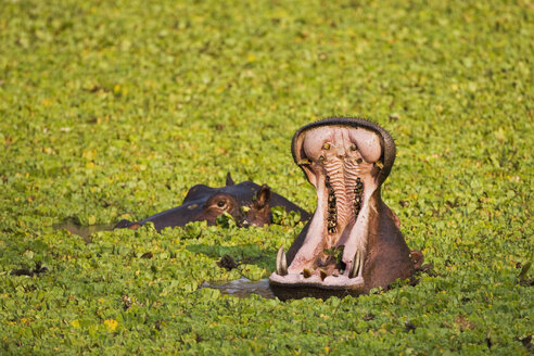 Afrika, Sambia, Flusspferd (Hippopotamus amphibius) - FOF01379