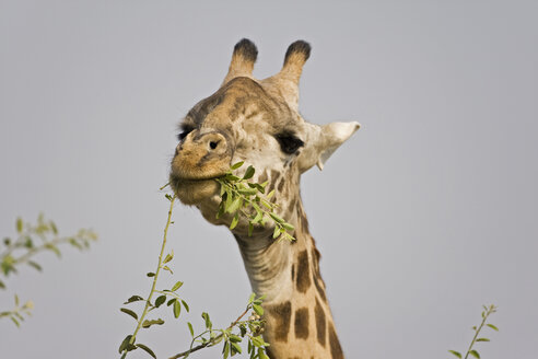 Afrika, Sambia, Giraffe (Giraffa camelopardalis) beim Fressen, Porträt - FOF01378