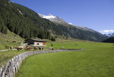 Austria, Krimmler Achental, Hohe Tauern Mountain range, pasture land - WW00820