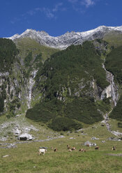 Österreich, Krimmler Achental, Hohe Tauern, Rinderherde - WW00818