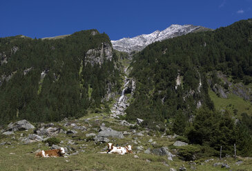 Austria, Krimmler Achental, Hohe Tauern Mountain range, cattle herd - WW00817